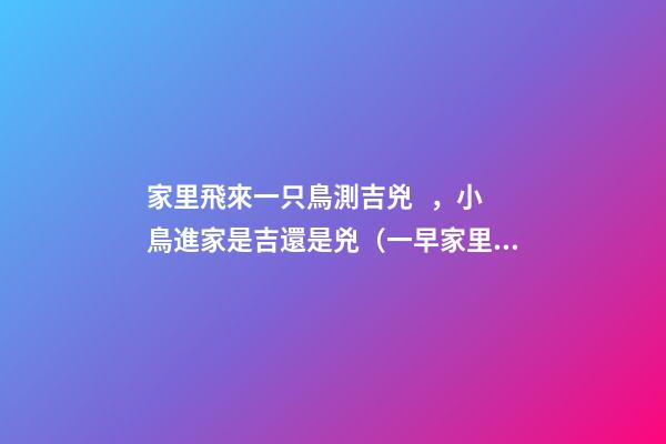 家里飛來一只鳥測吉兇，小鳥進家是吉還是兇（一早家里飛來一只鳥測吉兇）